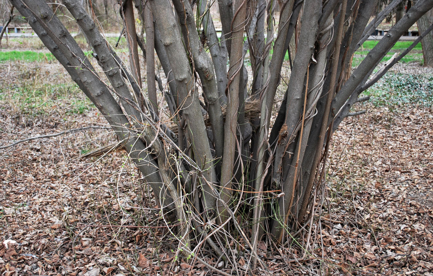 Image of Corylus avellana specimen.