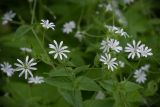 Stellaria nemorum