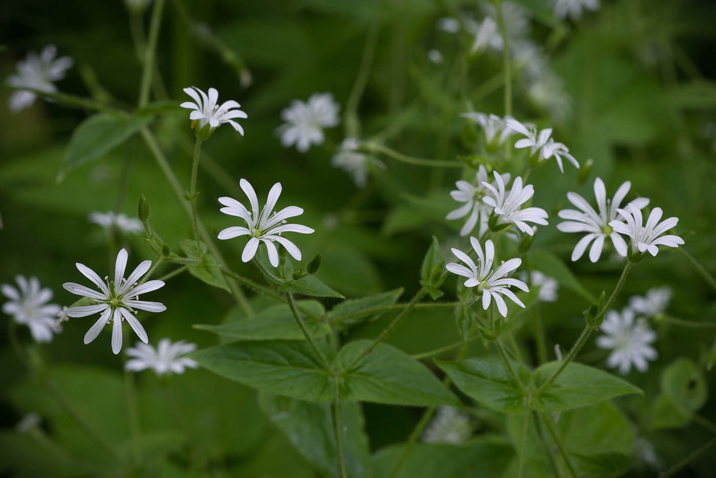 Изображение особи Stellaria nemorum.