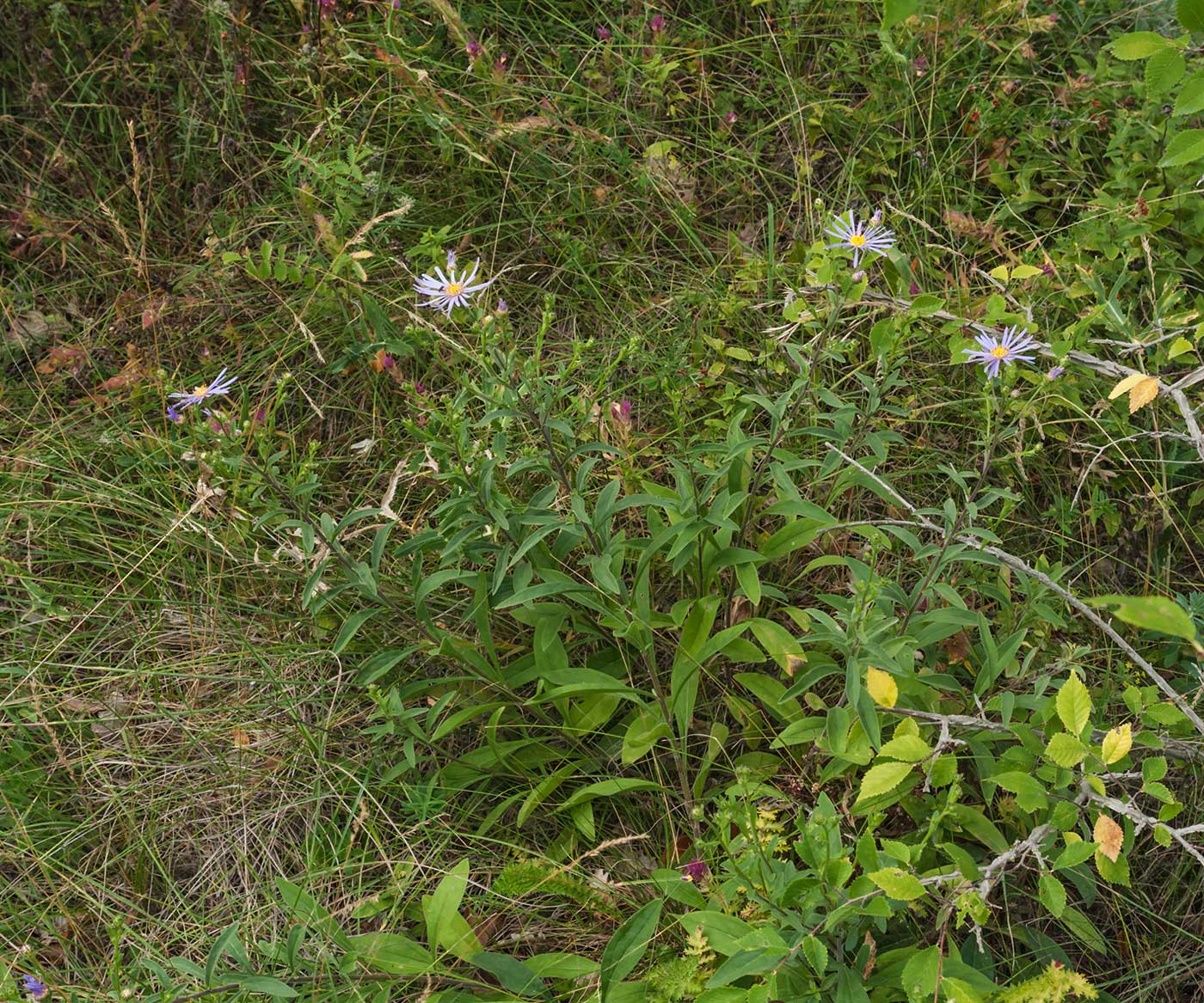 Изображение особи Aster bessarabicus.