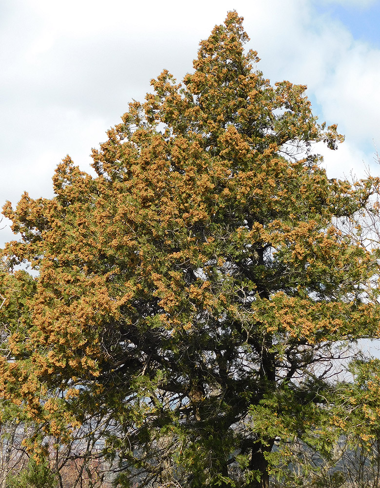 Image of Juniperus excelsa specimen.