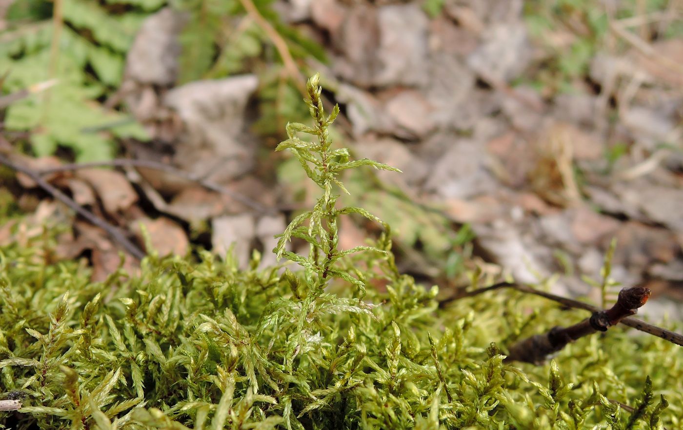 Image of Pleurozium schreberi specimen.