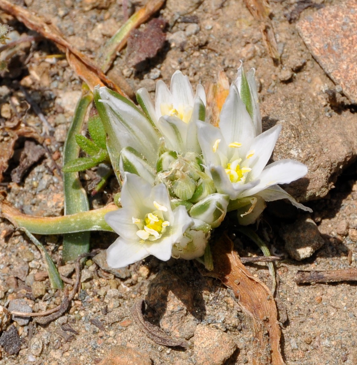 Изображение особи Ornithogalum chionophilum.