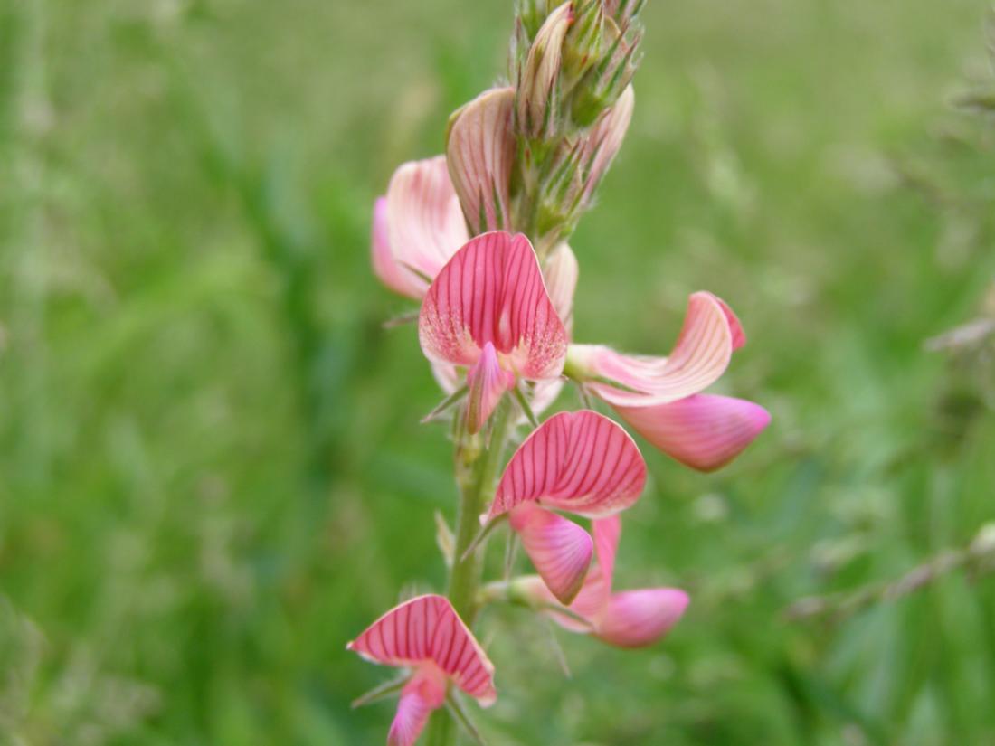 Изображение особи Onobrychis arenaria.