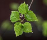 Betula pendula