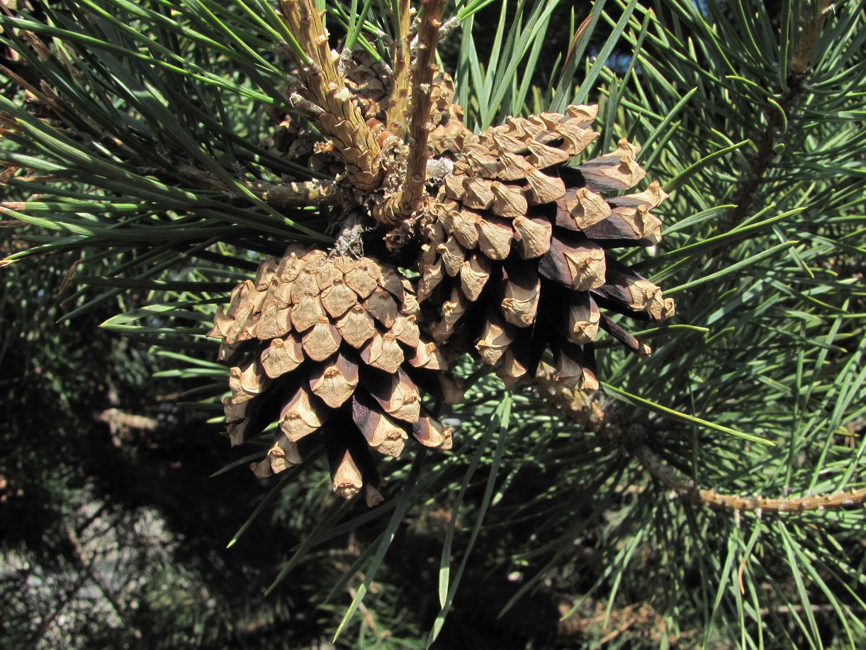 Image of Pinus sylvestris ssp. hamata specimen.