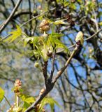 Liquidambar styraciflua