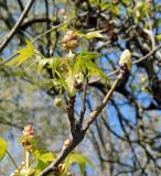 Liquidambar styraciflua