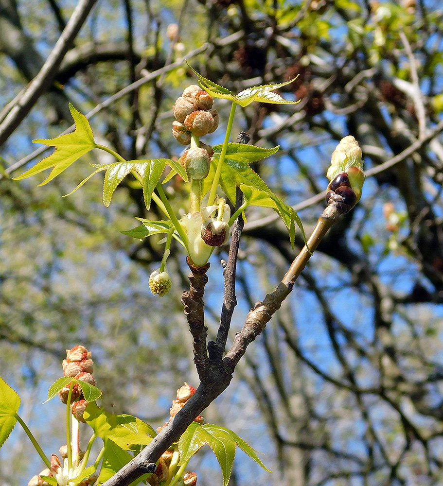 Изображение особи Liquidambar styraciflua.