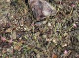 Dianthus tetralepis