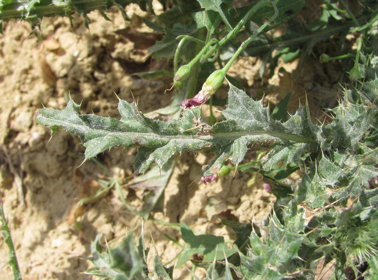 Image of genus Carduus specimen.
