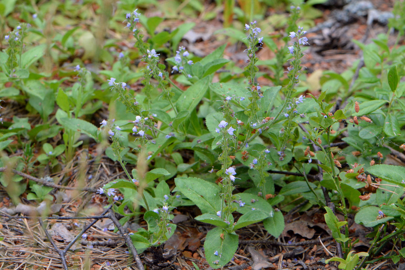 Изображение особи Veronica officinalis.