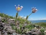 Pulsatilla regeliana. Цветущее растение. Восточный Казахстан, Южный Алтай, хр. Сарымсакты, пер. Бурхат, ≈ 2200 м н.у.м., щебнистый пологий гребень вост. экспозиции. 22 июня 2019 г.