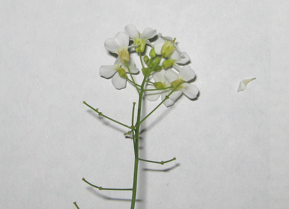 Image of Arabidopsis arenosa specimen.