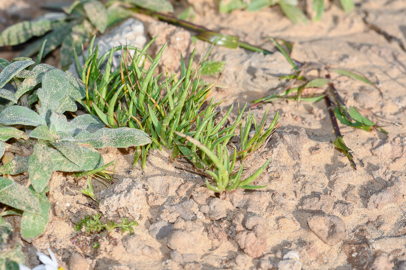 Изображение особи Parapholis marginata.