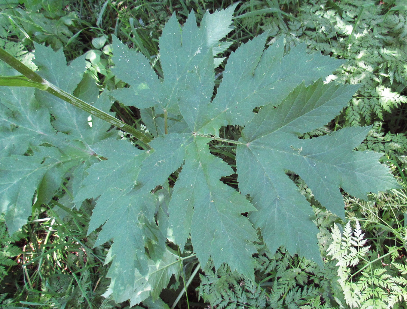 Изображение особи Heracleum sibiricum.