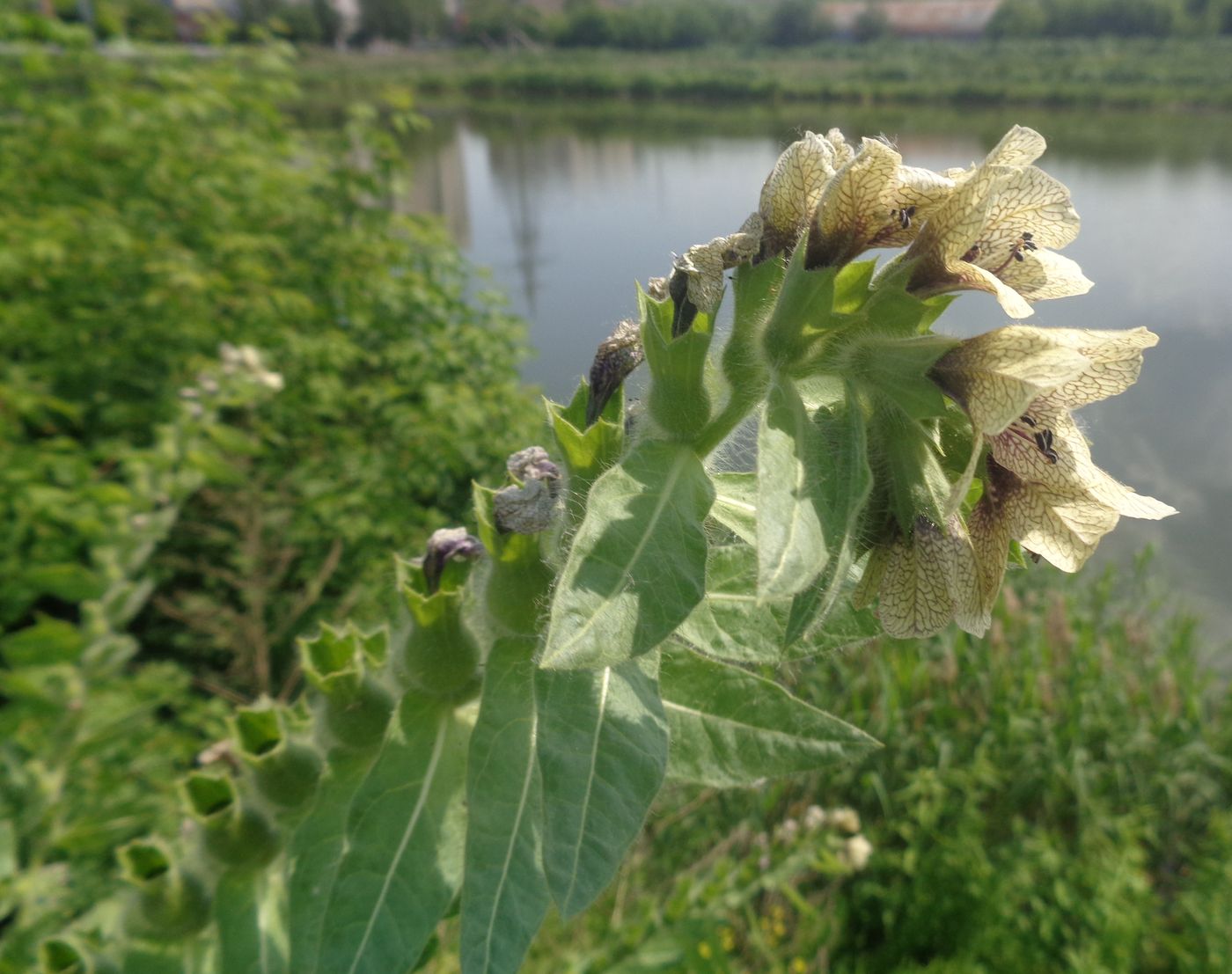 Изображение особи Hyoscyamus niger.