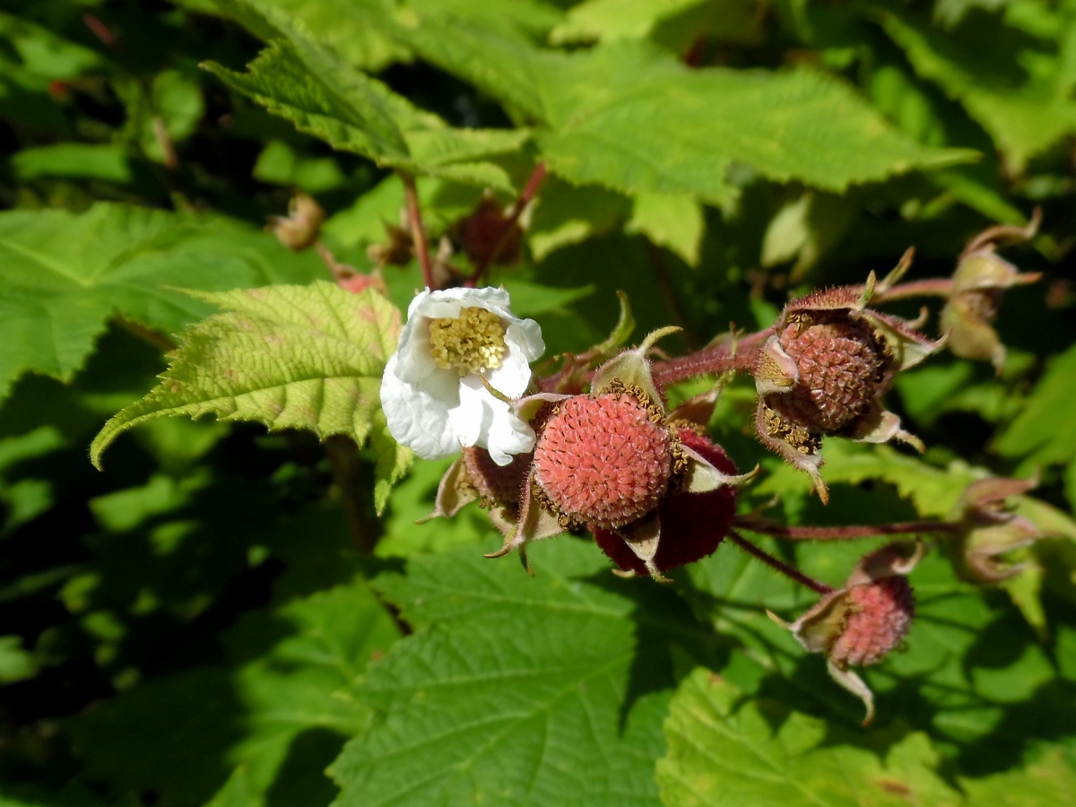 Image of Rubus parviflorus specimen.