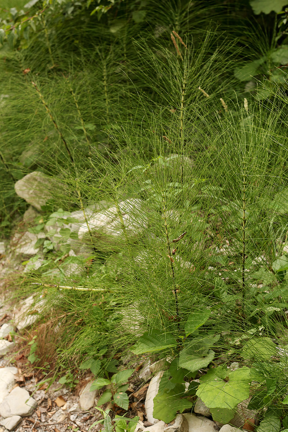Image of Equisetum × font-queri specimen.