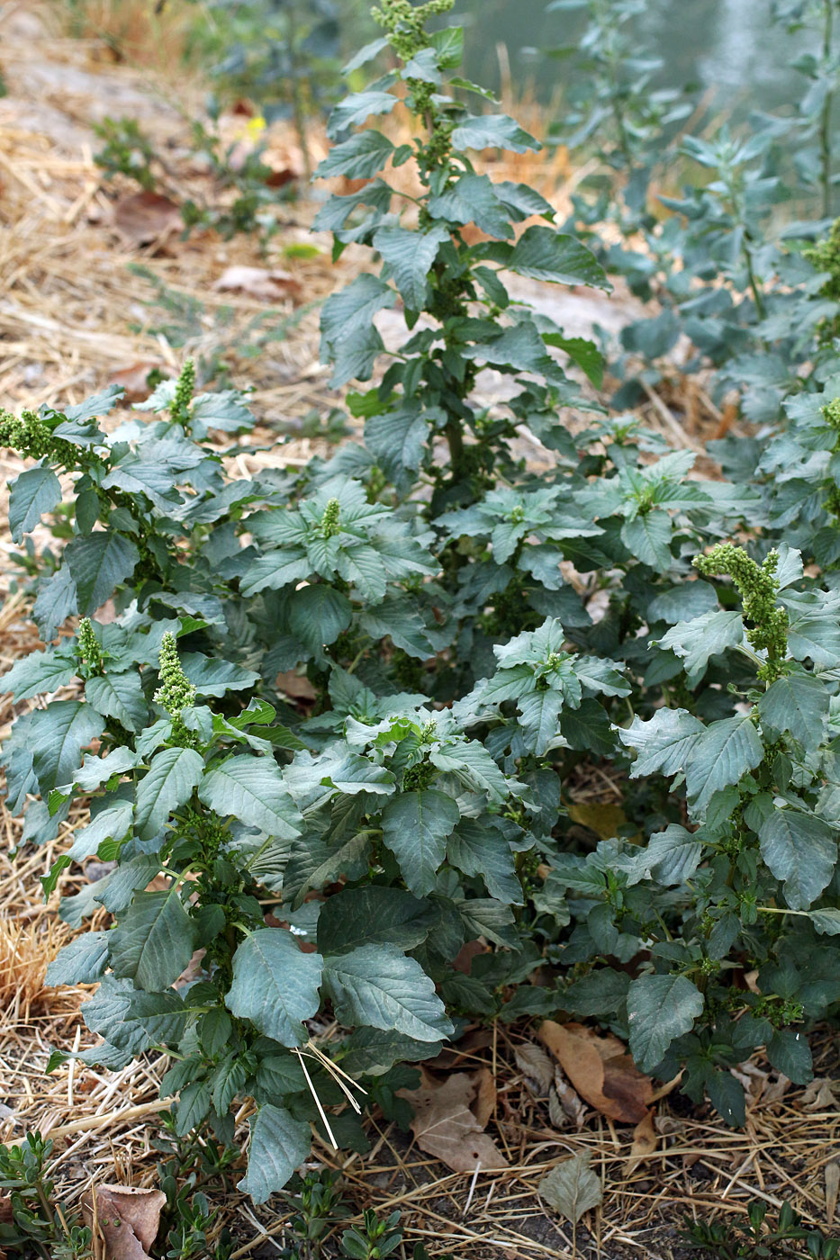 Изображение особи Amaranthus blitum.