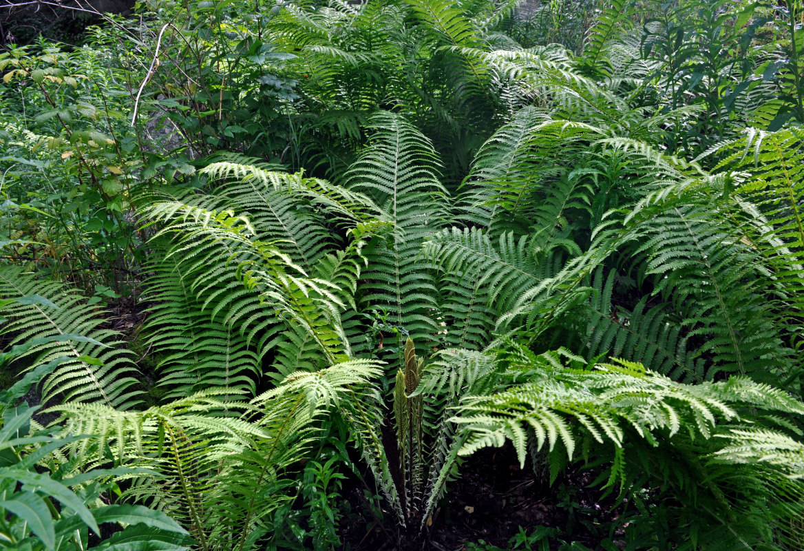 Image of Matteuccia struthiopteris specimen.