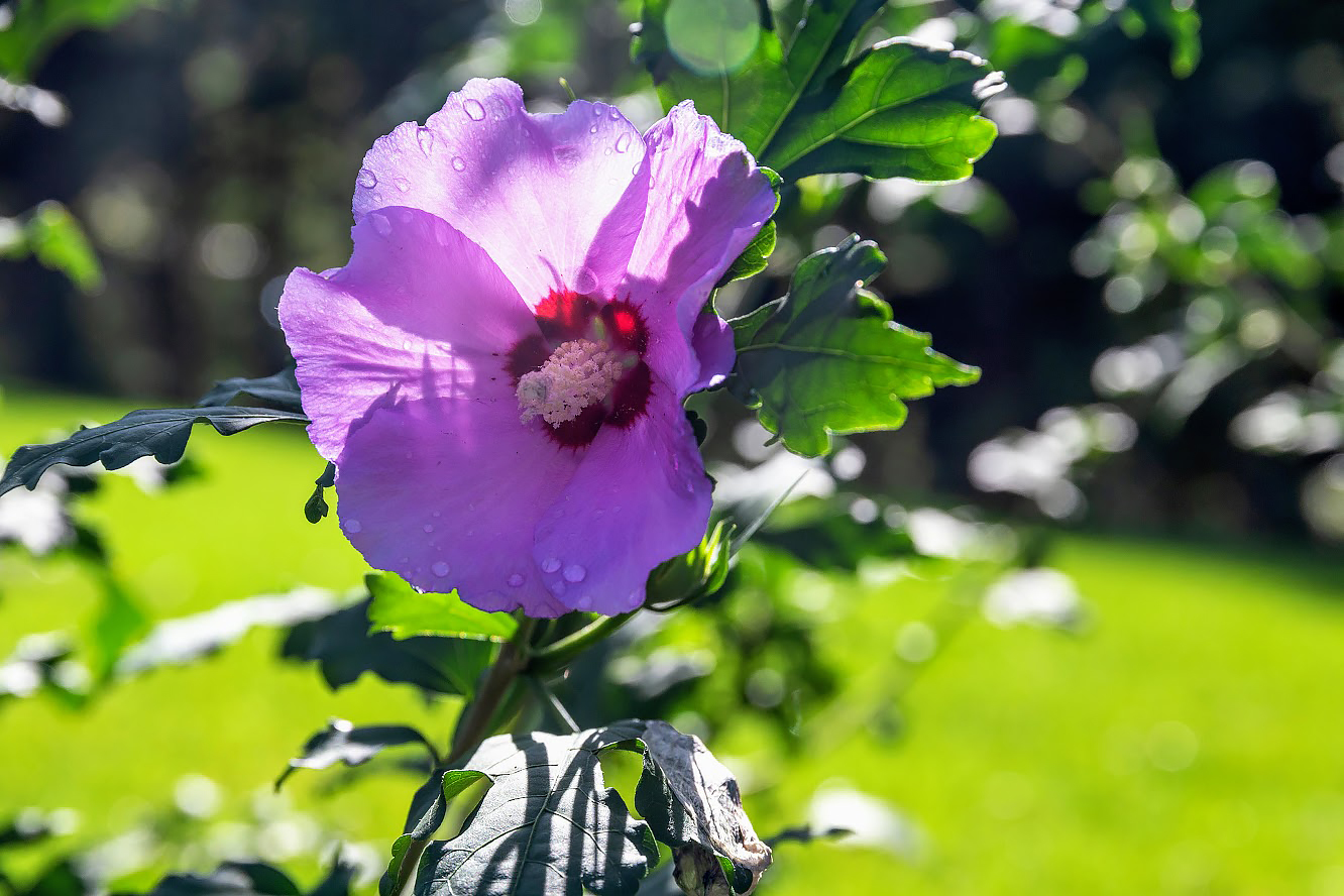 Image of Hibiscus syriacus specimen.