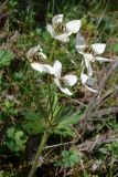 Anemonastrum biarmiense