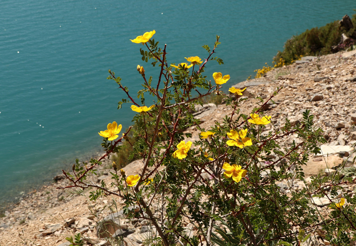 Image of genus Rosa specimen.