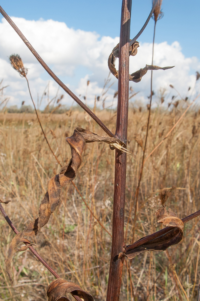Image of Inula caspica specimen.