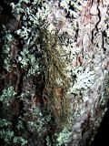 Bryoria fuscescens