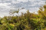 Cyperus papyrus