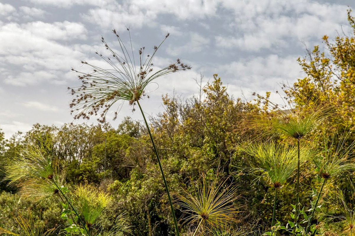 Изображение особи Cyperus papyrus.