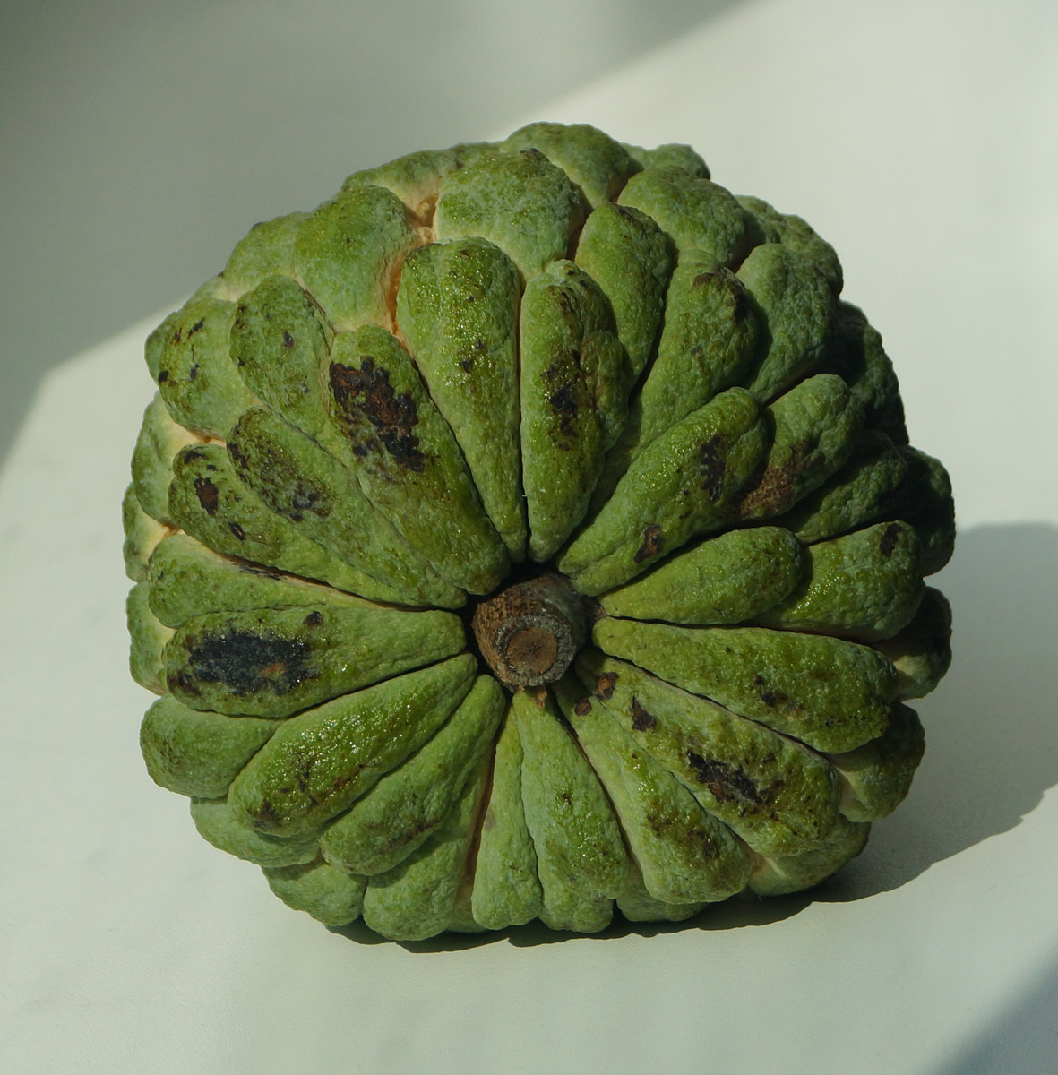 Image of Annona squamosa specimen.