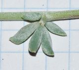 Lotus creticus