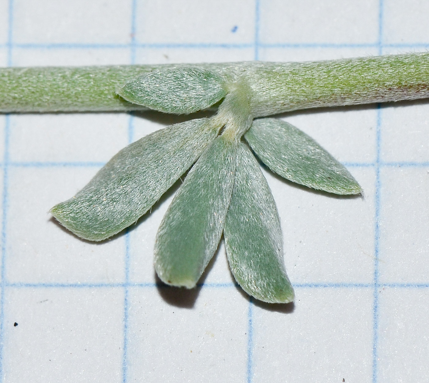 Image of Lotus creticus specimen.