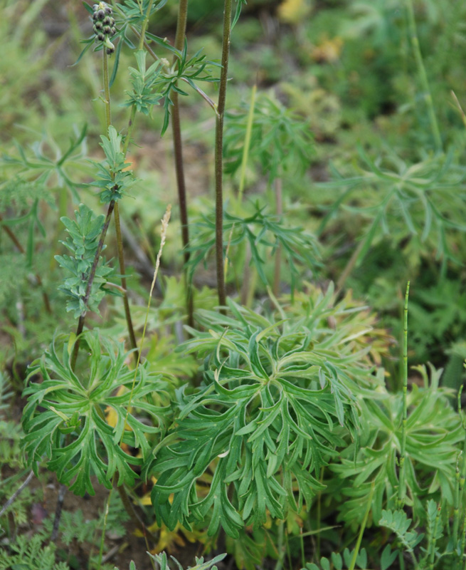 Изображение особи Aconitum barbatum.