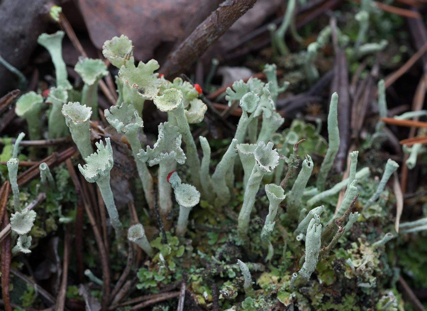 Изображение особи Cladonia deformis.