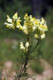 Linaria vulgaris. Верхушка цветущего растения. Карельский перешеек, окр. Сертолово, на просеке газопровода. 14.07.2019.