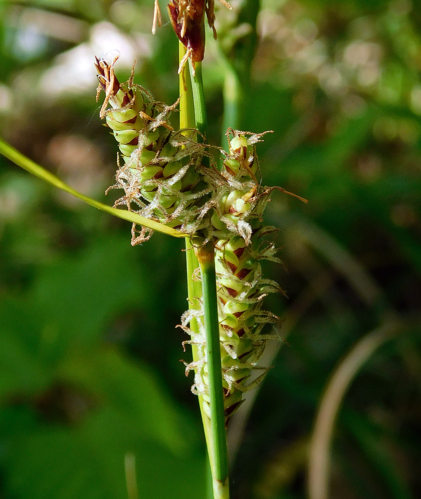 Изображение особи Carex cuspidata.