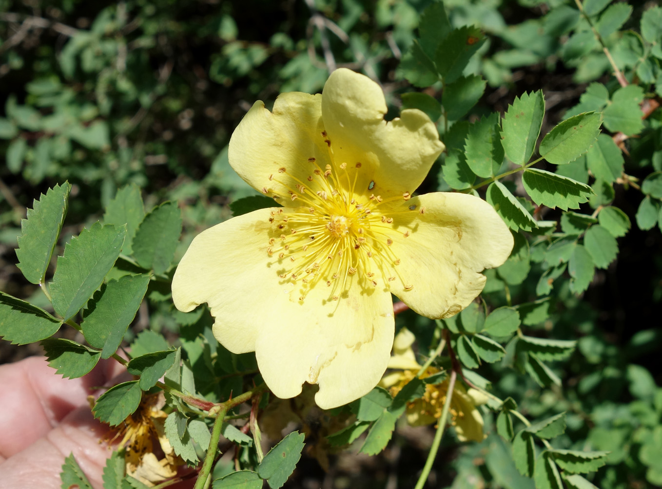 Изображение особи Rosa platyacantha.