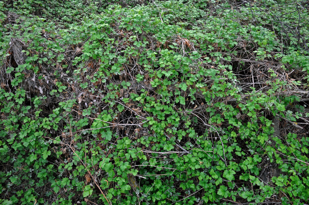 Изображение особи Rubus caesius.