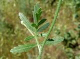 Turgenia latifolia. Лист. Кыргызстан, Чуйская обл., восточная окр. с. Восток, заросший пустырь за водоемом. 28.05.2019.
