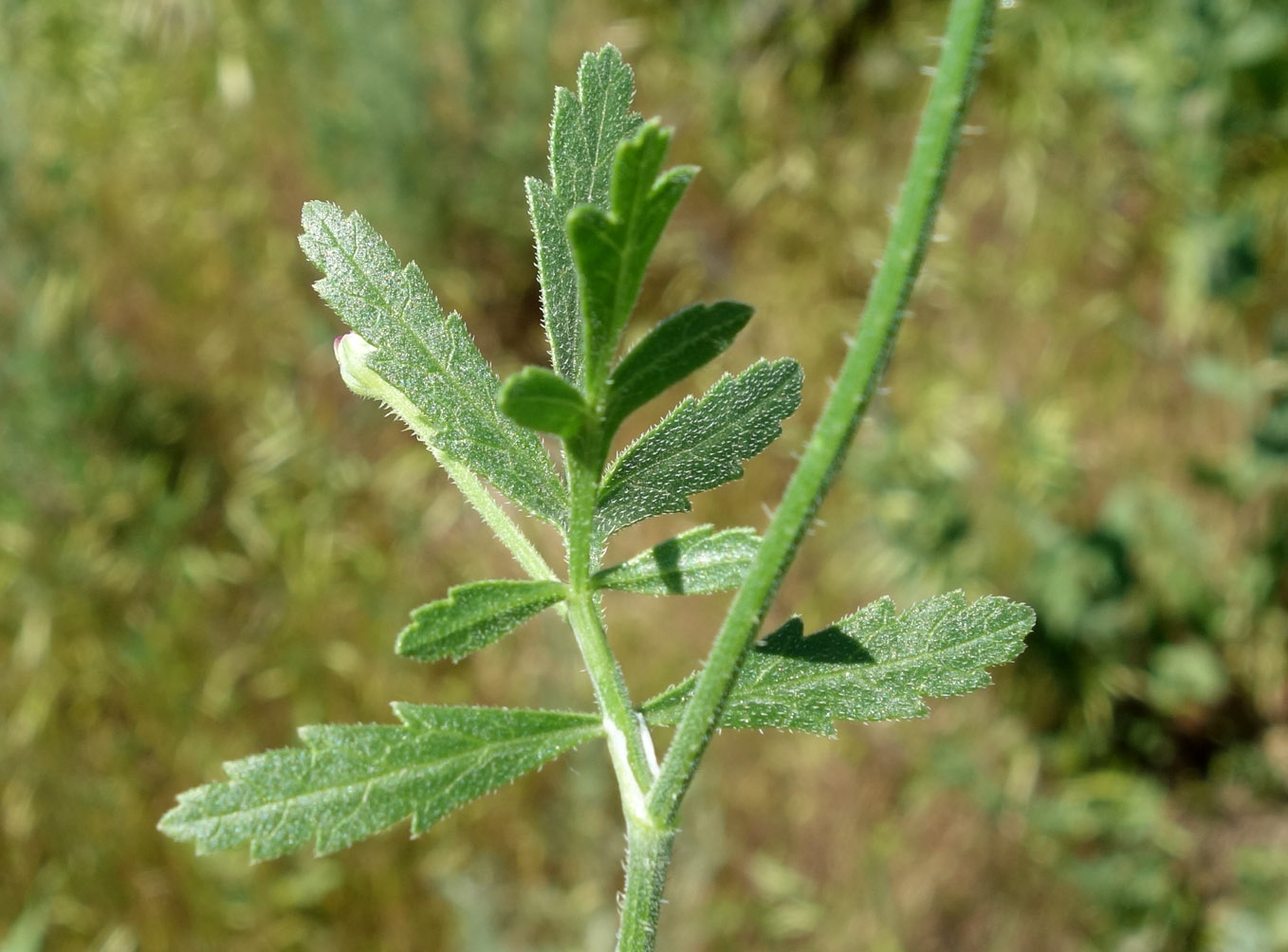 Image of Turgenia latifolia specimen.