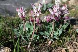 Corydalis ledebouriana. Цветущие растения. Казахстан, Туркестанская обл., окр. с. Жабаглы, ≈ 1300 м н.у.м., на каменистом склоне. 30 марта 2020 г.