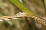 Allium vineale