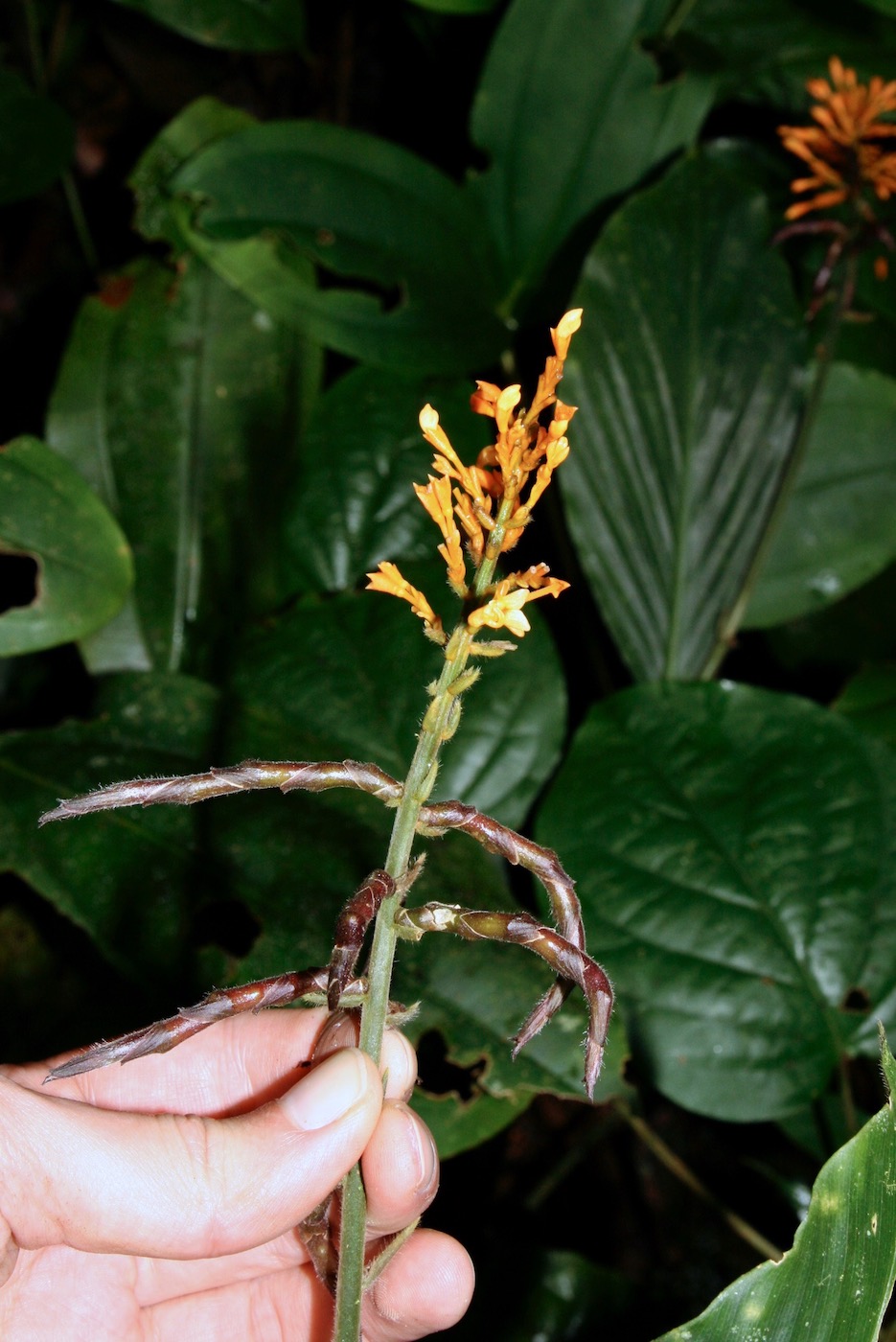 Image of Globba patens specimen.