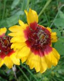 Gaillardia &times; grandiflora