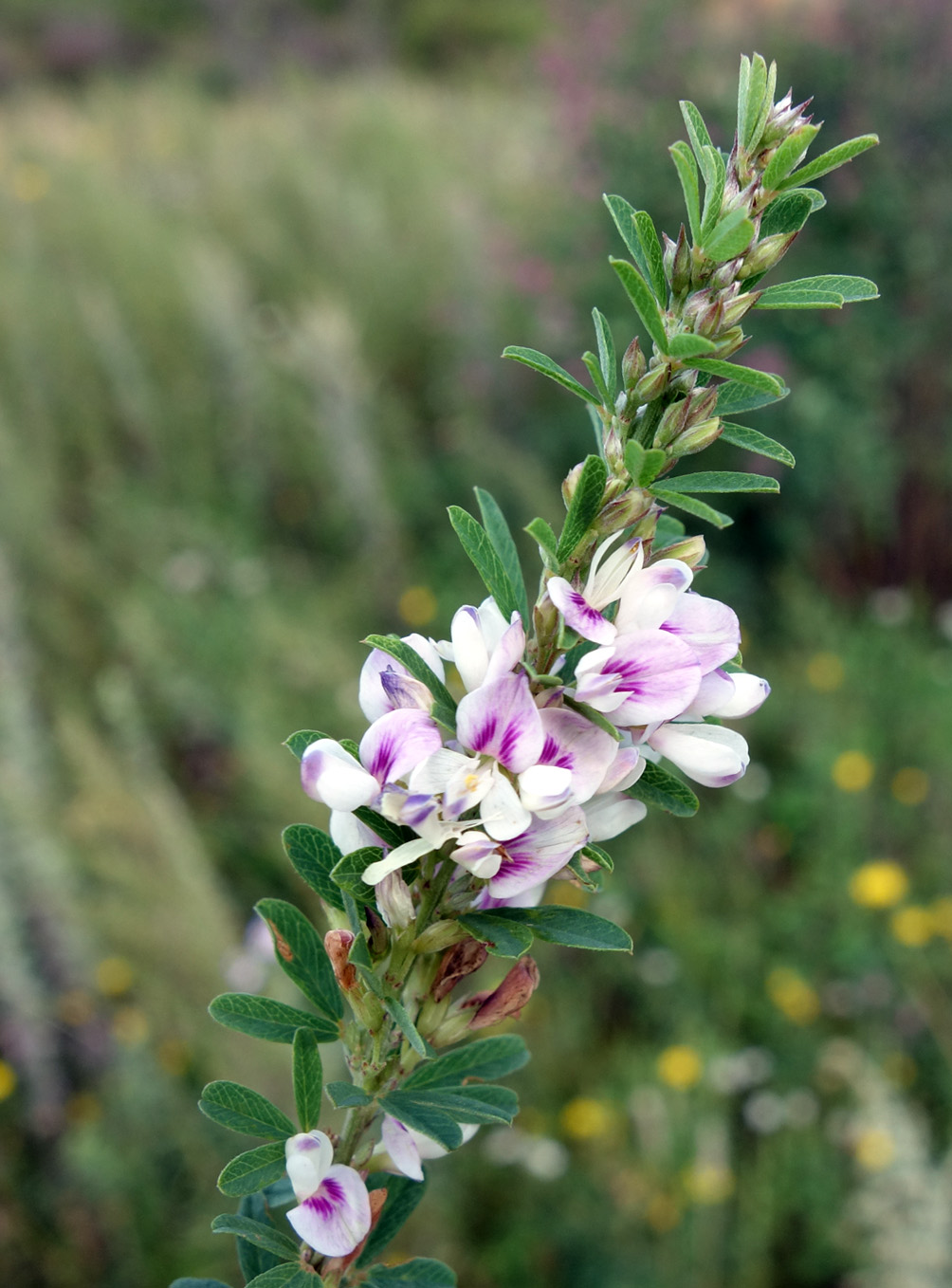 Image of Lespedeza juncea specimen.