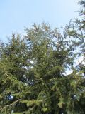 Pseudotsuga menziesii. Верхушки деревьев с микростробилами и прошлогодними шишками. Беларусь, г. Минск, парк Грековой, декоративное озеленение. 03.05.2020.