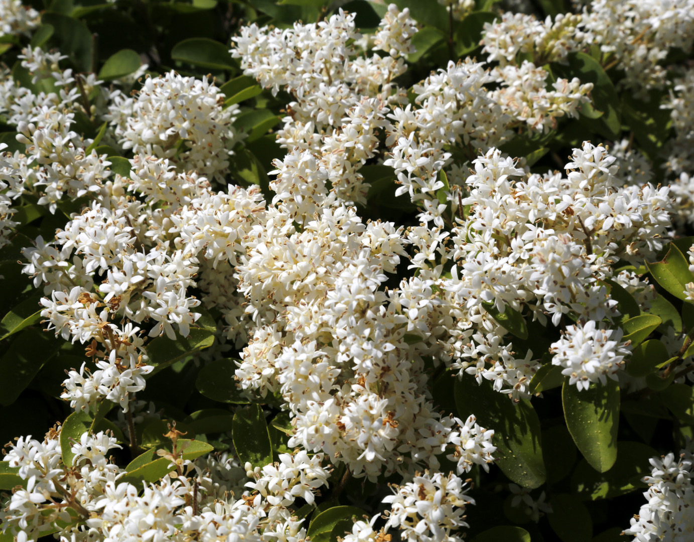 Изображение особи Ligustrum vulgare.